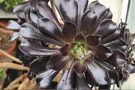 黑美人，大法师！图片