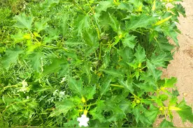 生长中的中药材曼陀罗（闹羊花）图片