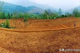 自己开垦的荒地可以确权吗？种植作物有补贴拿吗？图片