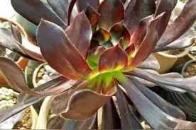 黑法师掉叶子，夏季掉叶很正常，切莫担心，很快长成妖娆老桩图片