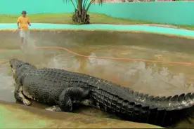 称霸一方的巨型鳄鱼，写进吉尼斯世界纪录，被人类活捉后养死了图片