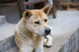 狗狗服从性排行榜：最乖的3种狗和最调皮的3种狗图片