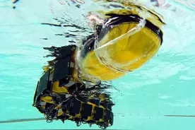 鳗鱼劈断后下半身还能运动，机器人：拿来吧你丨Science子刊封面图片