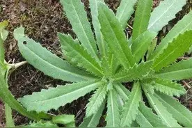农村常见的刺儿菜有什么利用价值？图片