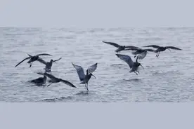 好鹬飞到洞庭去 ——2020全球候鸟跟踪守护行动纪实（之三）图片