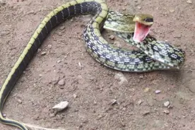 “臭名远扬”的菜花蛇，食性霸道生性凶猛，为何还会招人喜欢图片