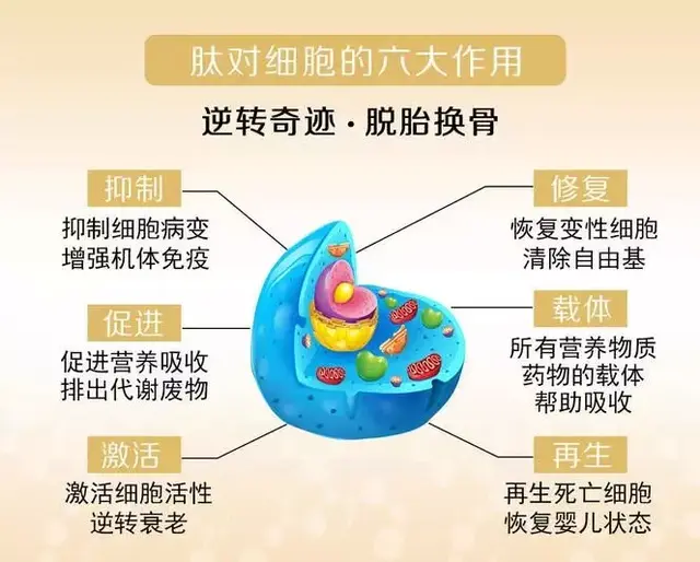小分子肽对心脏的作用 2026年最新小分子肽对心脏的作用