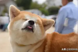 柴犬：用尽一生守护主人，却没有一个朋友图片