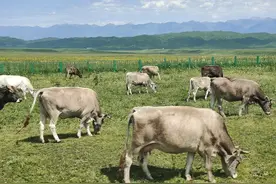 大美新疆(六)那拉提空中草原，巴音布鲁克大草原图片