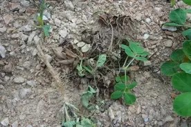 花生死苗烂棵咋回事？了解清楚原因，花生不死苗，亩产轻松过千斤图片