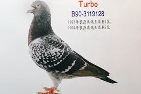 一位老手养好赛鸽的“穷”手段图片