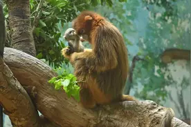 广州金丝猴幼崽“点点”首次亮相 已回归群体生活图片