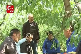 桃树秋施肥要把握好两个时间点，还没施完肥的果农要抓紧时间视频封面