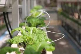 老区里的现代农业视频封面