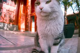 还记得那只叫小崽的故宫御猫吗？它还是回喵星了图片