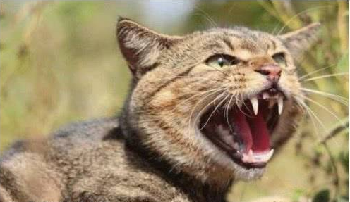 澳洲人民被猫猫惹怒，斥资建御电网，能灭一只是一只