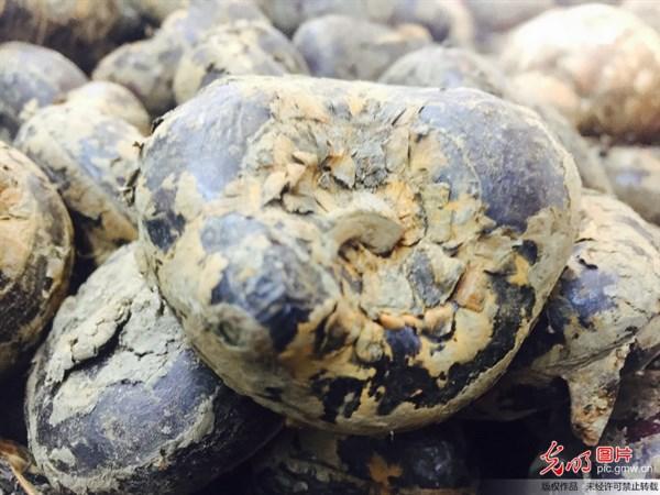 杩欏洓绉嶈敩鑿溾€滃瘎鐢熻櫕鈥濇垚鍫嗭紝灏介噺灏戞帴瑙? onerror=