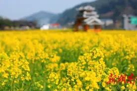 绥宁县2019年油菜花节将于3月16日开幕图片