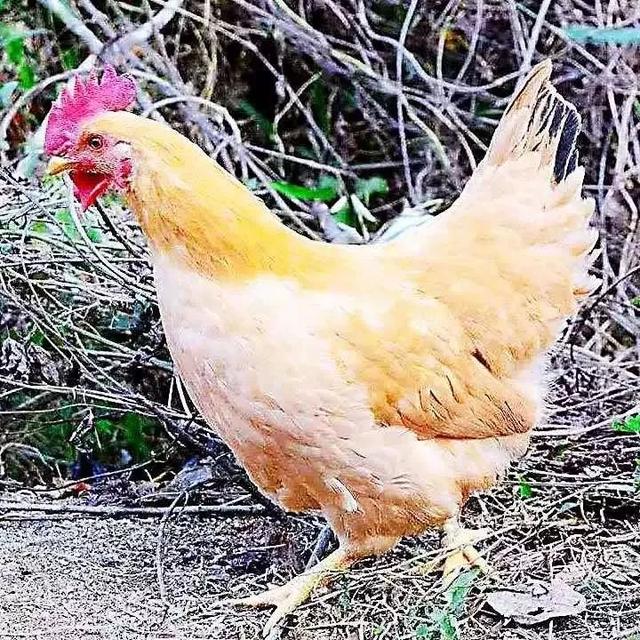 花胶煲椰子鸡汤的做法 2025年花胶煲椰子鸡汤的做法窍门 花胶煲椰子鸡汤的做法 2025年花胶煲椰子鸡汤的做法窍门