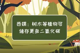 科画｜西媒：树木等植物可储存更多二氧化碳视频封面