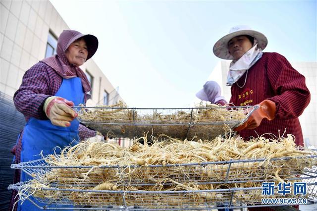 西洋参的产地在哪里 西洋参的产地在哪里啊 西洋参的产地在哪里 西洋参的产地在哪里啊