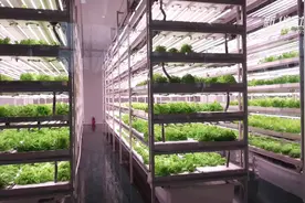 上合组织农业合作实训基地在陕西启用视频封面