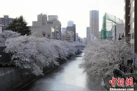 东京樱花盛开 赏樱民众减少图片