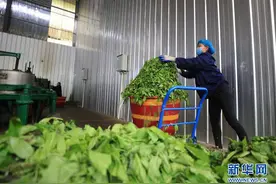 湖南张家界：杜仲茶春季加工忙图片