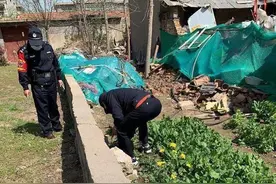 罂粟叶熬汤饮用能止泄？男子种植778株罂粟被采取刑事强制措施图片
