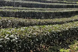 春茶生产基本结束，西湖龙井茶开始剪修，这个步骤对茶叶品质的作用可大了图片