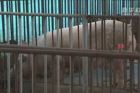 福建漳州：金融助力生猪养殖保供视频封面