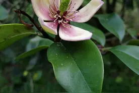杭州真香！最近的城市这么香，原来都因为它们！细细寻，说不定家附近就有图片