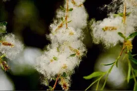 乾隆眼中的柳絮图片