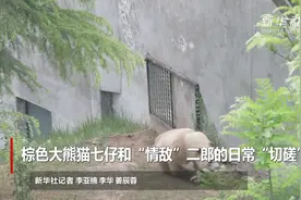 棕色大熊猫七仔和“情敌”二郎的日常“切磋”视频封面