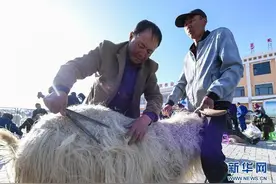 鄂尔多斯：剪羊毛 梳羊绒图片