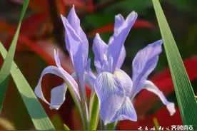 我从山中来，带来兰花草，看华山公园的马蔺图片