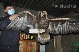 翼展2米！是过儿的神雕吗？“鸟中东北虎”打蔫儿被居民救助，一顿吃了一斤牛肉图片