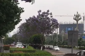 万绿丛中一片紫 四川泸州行道树上的蓝花楹盛开了视频封面