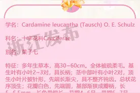 这个农村田间其貌不扬的野草，原来是个宝图片