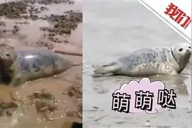 小海豹被困稻田 获救后放生大海两次回头图片