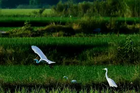 桂林：白鹭起舞生态美视频封面