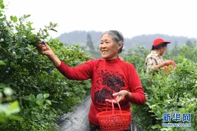 蓝莓产业助农增收图片