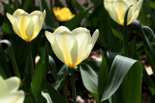 哪个国家将郁金香视为国花（郁金香学名Tulipa gesneriana L）