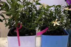 初夏到寒冬，开花200天的栀子花见过吗？嵊州花农因此在世园会拿下特等奖图片