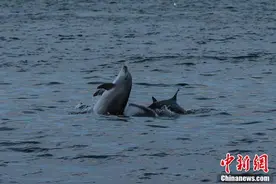 海豚迁徙季 土耳其海湾现多只跳动的“精灵”图片