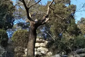 在风霜雨雪中，将自己站成了一面镜子——北京景山那棵槐图片