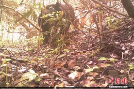 熊出没！浙江常山首次发现黑熊图片