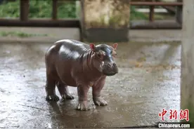河马在中国高纬度地区首次繁殖成功图片