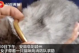 保猫还是保镯子？猫咪被3万元金手镯卡住，被迫向“生活”低头图片