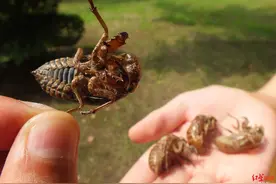 市民反映：树上知了“太吵了”！相关部门这样回应……图片